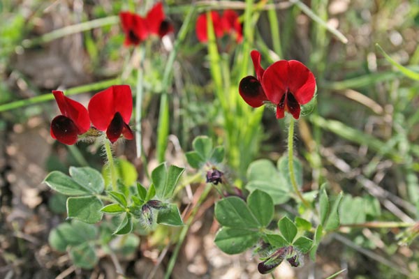 Lotus tetragonolobus, Ginestrino purpureo, Pisello da caffè, Veccia pisella, Lepuru sposu, Sitziria de carboni, Trevulleddu arrubiu