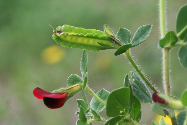 Lotus tetragonolobus, Ginestrino purpureo, Pisello da caffè, Veccia pisella, Lepuru sposu, Sitziria de carboni, Trevulleddu arrubiu