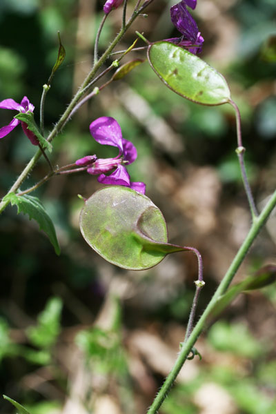 Lunaria annua, Erba d'argento, Lunaria meridionale, Medaglioni del Papa, Foll'e prata, Folla de argentu, Folla de prata