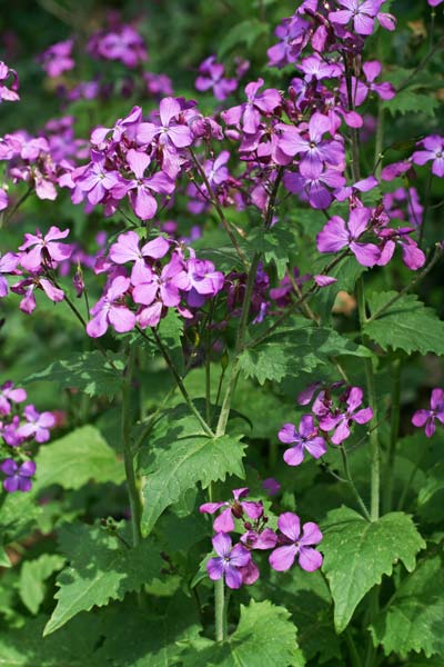 Lunaria annua, Erba d'argento, Lunaria meridionale, Medaglioni del Papa, Foll'e prata, Folla de argentu, Folla de prata