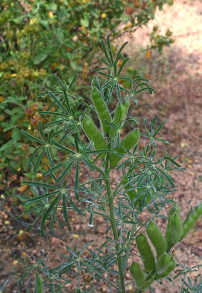 Lupinus angustifolius, Lupino azzurro, Lupino selvatico, Asolu caddinu, Fasolu cuaddinu, Lupinu