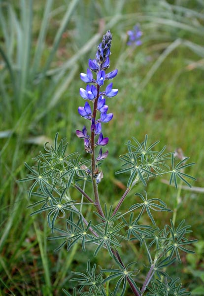 Lupinus angustifolius, Lupino azzurro, Lupino selvatico, Asolu caddinu, Fasolu cuaddinu, Lupinu