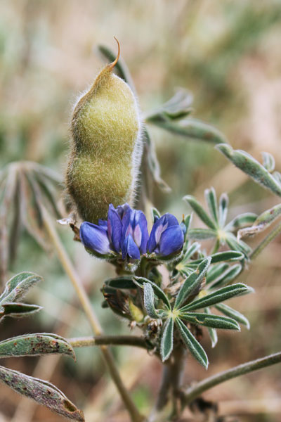 Lupinus cosentinii, Lupino multifloro, Asolo caddinu, Fasolu de cuaddus, Lupinu, Pisu de cani