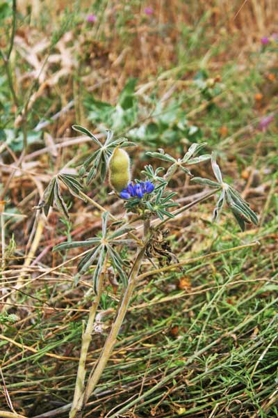 Lupinus cosentinii, Lupino multifloro, Asolo caddinu, Fasolu de cuaddus, Lupinu, Pisu de cani