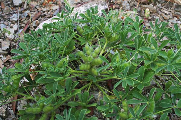 Lupinus gussoneanus, Lupino irsuto, Asolu caddinu, Fasolu cuaddinu