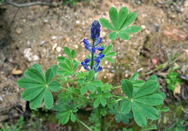 Lupinus gussoneanus, Lupino irsuto, Asolu caddinu, Fasolu cuaddinu