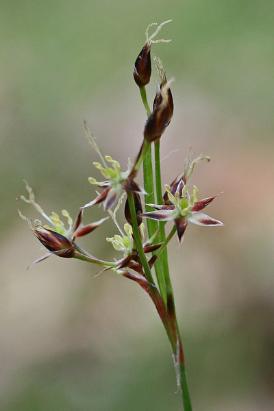 Luzula forsteri, Erba lucciola mediterranea, Eiva luzza, Erba lutza, Erva lutza