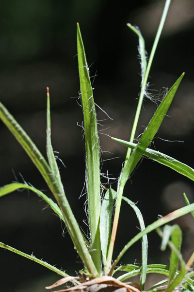 Luzula forsteri, Erba lucciola mediterranea, Eiva luzza, Erba lutza, Erva lutza