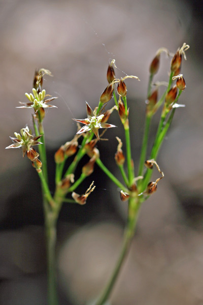 Luzula forsteri, Erba lucciola mediterranea, Eiva luzza, Erba lutza, Erva lutza