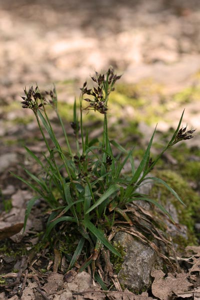 Luzula forsteri, Erba lucciola mediterranea, Eiva luzza, Erba lutza, Erva lutza