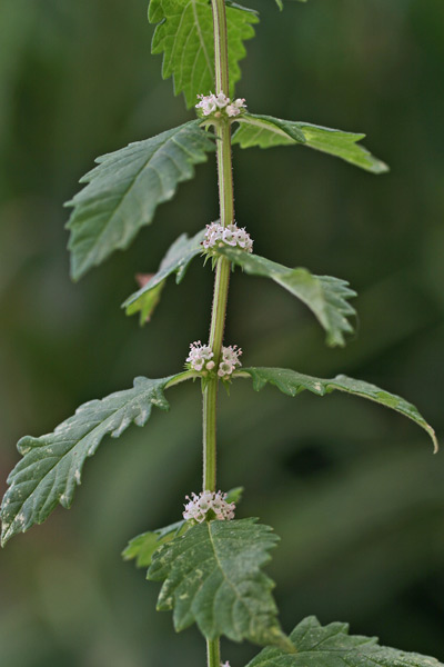 Lycopus europaeus, Erba sega comune, Marrubio d'acqua, Piede di lupo, Marrubiu burdu, Marruju burdu