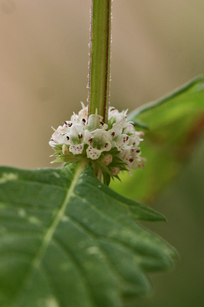 Lycopus europaeus, Erba sega comune, Marrubio d'acqua, Piede di lupo, Marrubiu burdu, Marruju burdu