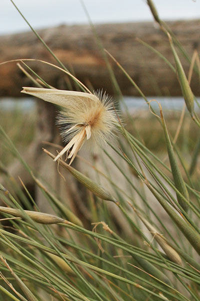 Lygeum spartum, Sparto steppico, Ispartu, Sonnia, Spartu, Tinnia, Tinniga, Tumixi, Zinniga, Zinnigraxia, Zinnia