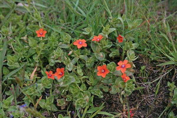 Lysimachia arvensis, Bellichina, Centoccio dei campi, Centonchio dei campi, Mordigallina, Erba de feridas, Erba de puddas, Erba santa, Puddina