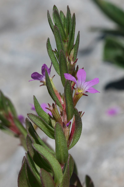 Lythrum hyssopifolia, Salcerella con foglie d'Issopo