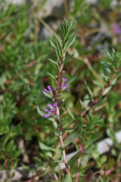 Lythrum hyssopifolia, Salcerella con foglie d'Issopo