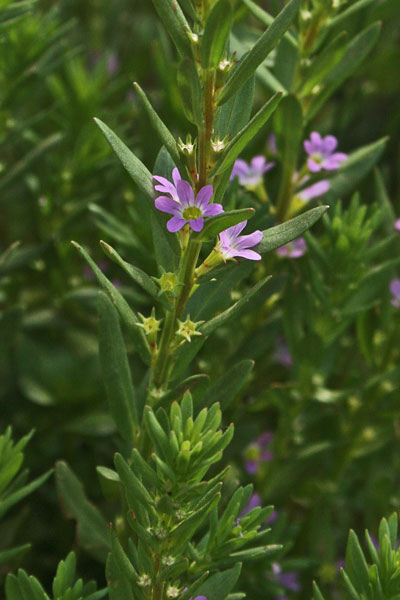 Lythrum junceum, Salcerella meridionale