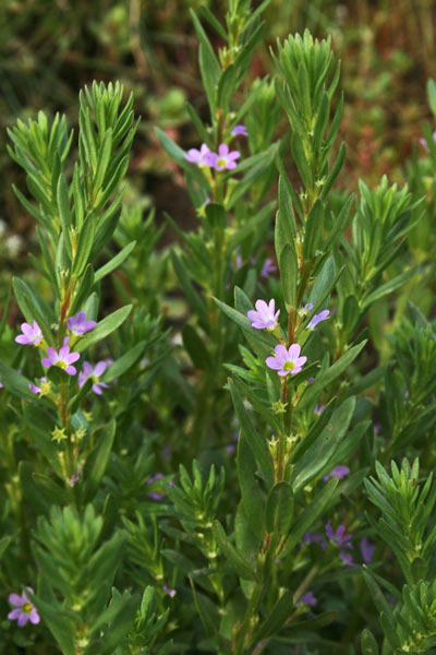 Lythrum junceum, Salcerella meridionale