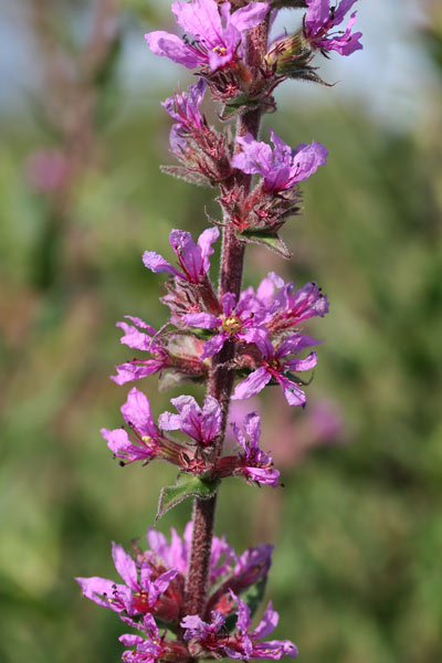 Lythrum salicaria, Riparella, Salcerella comune, Eibalitri, Erba litri, Erb'e conciai, Litri de riu, Murta de arriu