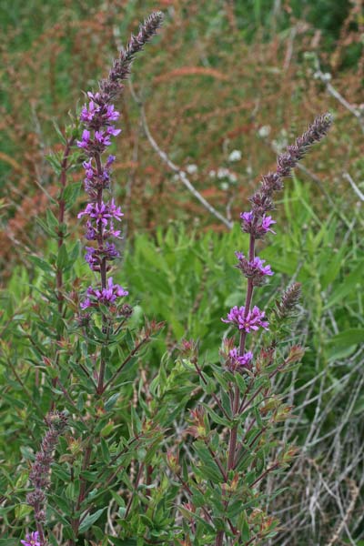 Lythrum salicaria, Riparella, Salcerella comune, Eibalitri, Erba litri, Erb'e conciai, Litri de riu, Murta de arriu