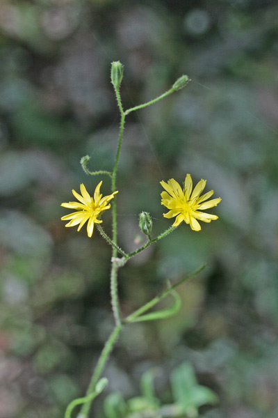 Lapsana communis, Grespignolo, Lassana, Lassana comune, Mustàldara