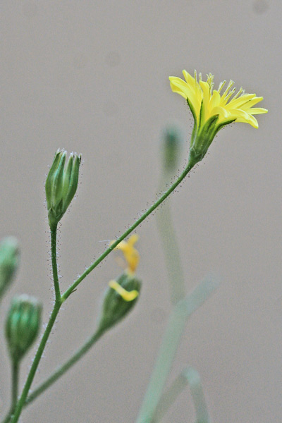 Lapsana communis, Grespignolo, Lassana, Lassana comune, Mustàldara