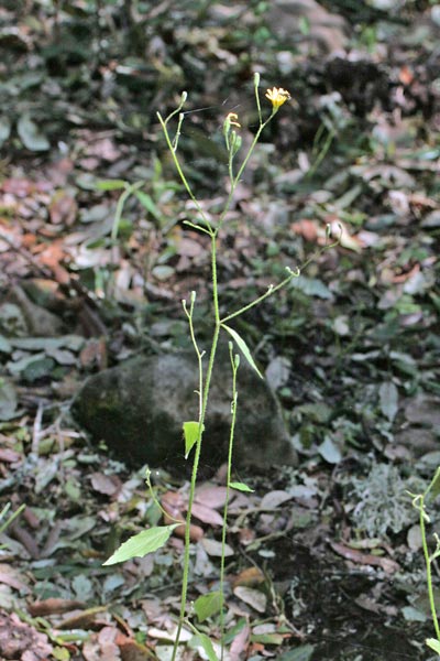 Lapsana communis, Grespignolo, Lassana, Lassana comune, Mustàldara