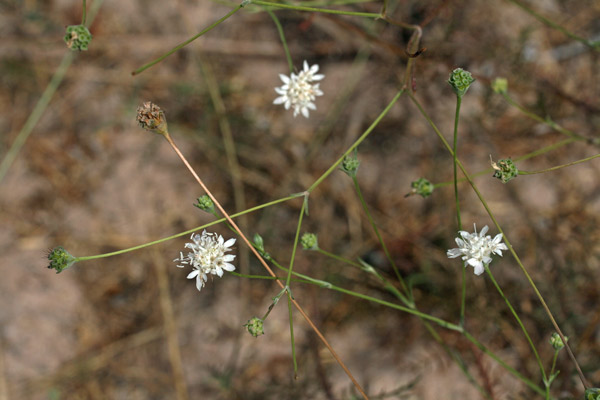 Lomelosia rutifolia, Vedovina a foglie di Ruta