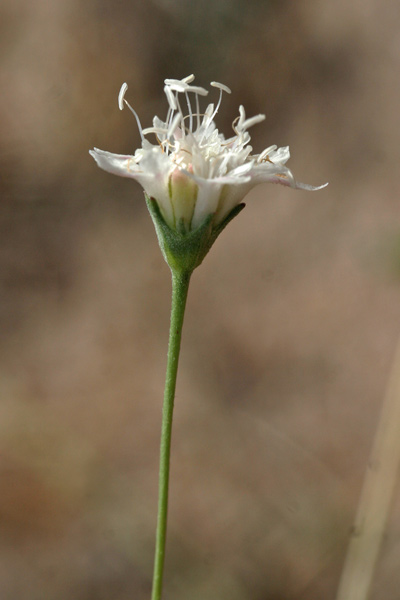 Lomelosia rutifolia, Vedovina a foglie di Ruta