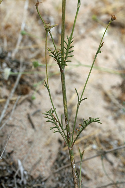 Lomelosia rutifolia, Vedovina a foglie di Ruta