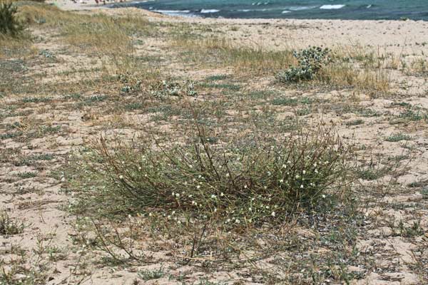 Lomelosia rutifolia, Vedovina a foglie di Ruta