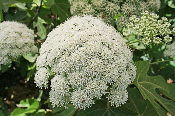 Magydaris pastinacea, Basilisco, Ferula masciu, Feurra budra