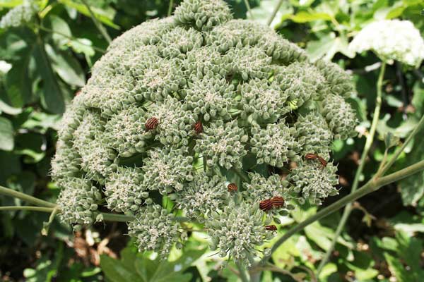 Magydaris pastinacea, Basilisco, Ferula masciu, Feurra budra