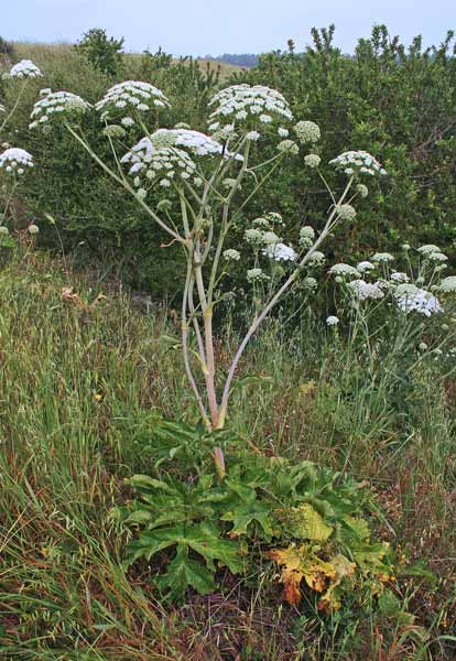 Magydaris pastinacea, Basilisco, Ferula masciu, Feurra budra