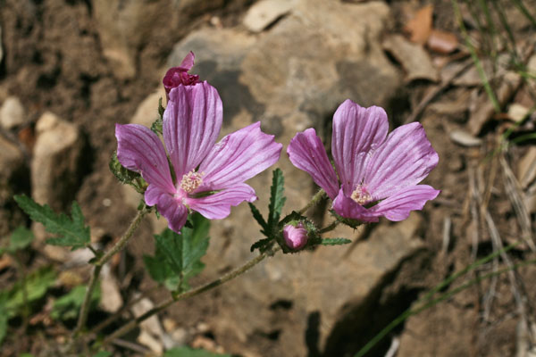 Malope malacoides subsp. tripartita, Malobe tripartita