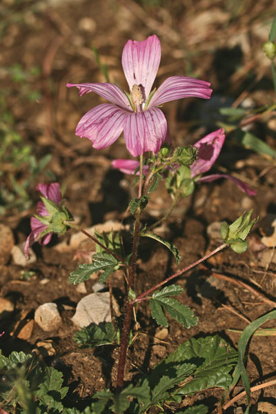 Malope malacoides subsp. tripartita, Malobe tripartita