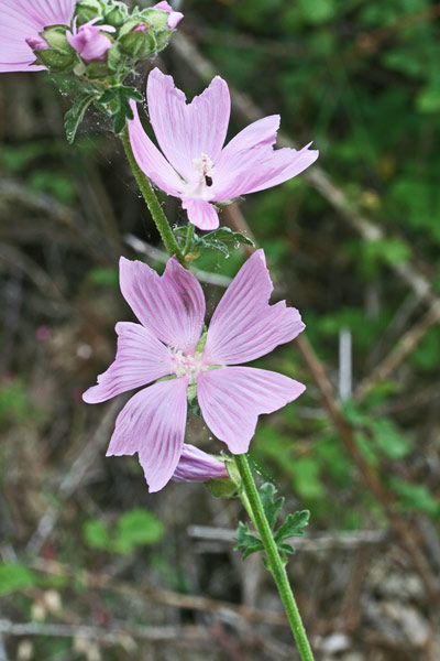 Malva alcea, Nabredda, Narbutza, Narvutza