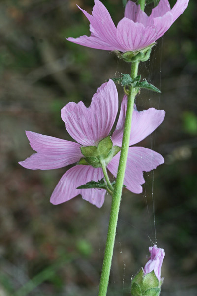 Malva alcea, Nabredda, Narbutza, Narvutza