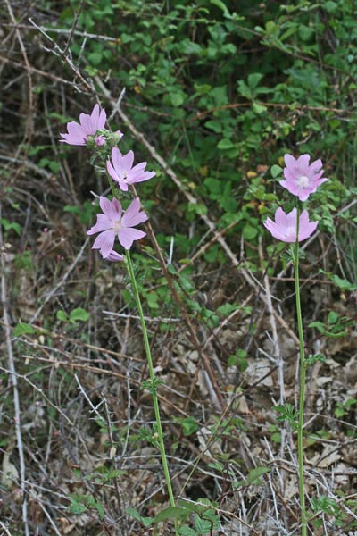 Malva alcea, Nabredda, Narbutza, Narvutza