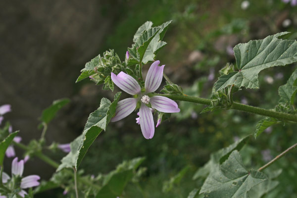 Malva multiflora, Malvone di Creta, Narbutza, Narvutza