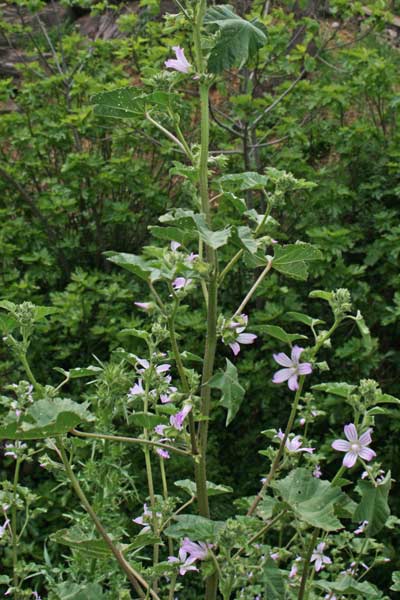 Malva multiflora, Malvone di Creta, Narbutza, Narvutza