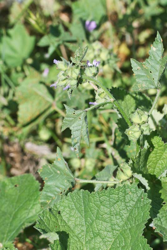 Malva nicaeensis, Malva di Nizza, Malva scabra, Narbedda, Varmucia