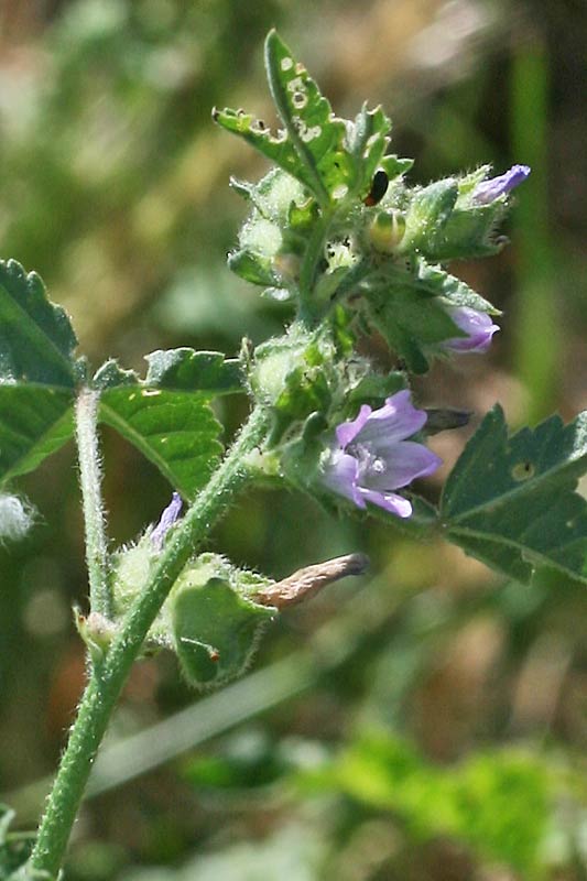 Malva nicaeensis, Malva di Nizza, Malva scabra, Narbedda, Varmucia