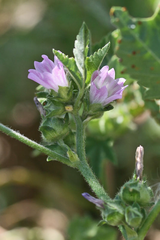 Malva nicaeensis, Malva di Nizza, Malva scabra, Narbedda, Varmucia