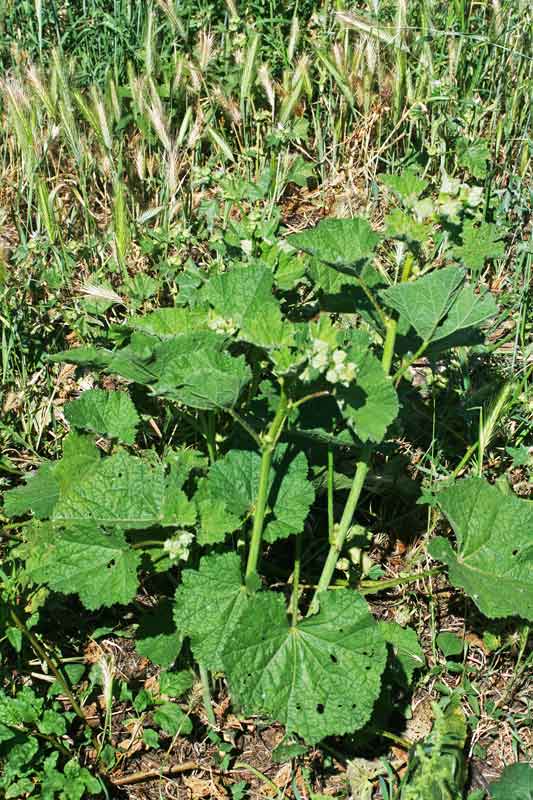 Malva di Nizza, Malva scabra, Narbedda, Varmucia