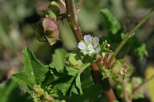 Malva parviflora, Malva minore, Narbedda, Narbuzza, Pan'e casu