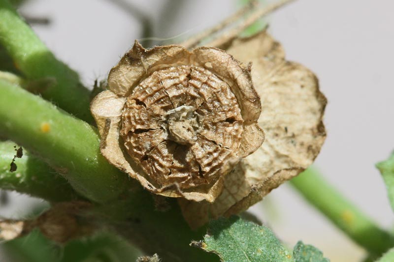 Malva parviflora, Malva minore, Narbedda, Narbuzza, Pan'e casu