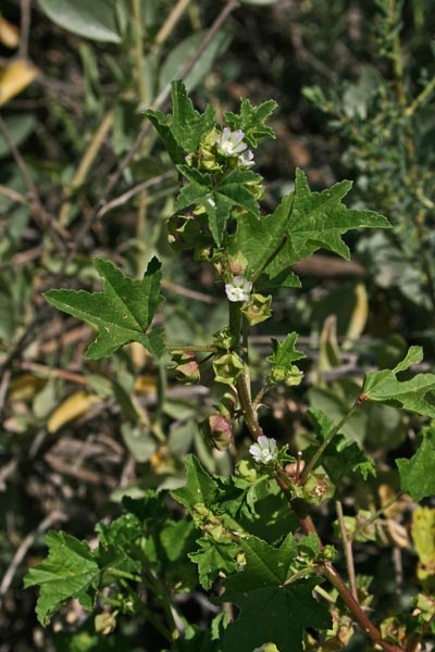 Malva parviflora, Malva minore, Narbedda, Narbuzza, Pan'e casu