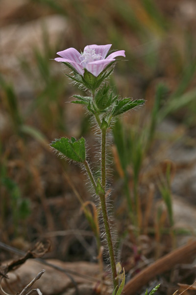 Malva setigera, Altea ispida