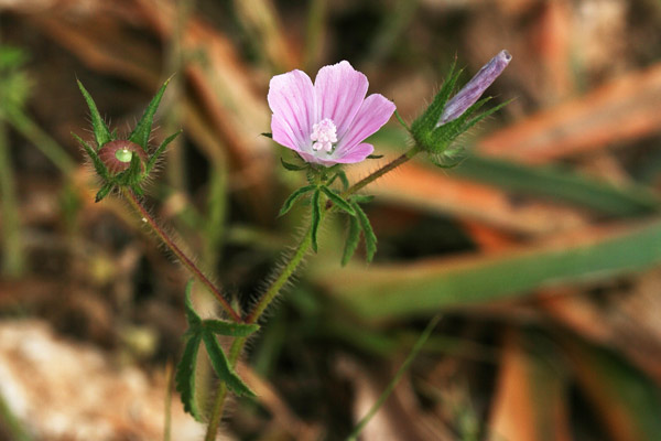 Malva setigera, Altea ispida